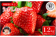 いちご 苺 6パック 1.2kg 2026年1月～4月末まで発送 うずしおベリー 果物 フルーツ デザート 旬 新鮮 季節 冬 人気 ケーキ おすすめ ギフト プレゼント 贈答 家庭用 先行予約 送料無料 徳島