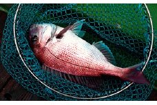 堂浦釣り船体験　鳴門 釣船 一本釣 四季の釣物 タイ ハマチ サワラ ガシラ アジ 仕掛け お土産付