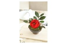 プリザーブドフラワー 花椿（紅色）