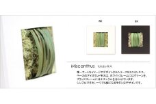 プリザーブドフラワー マグリット（ミスカンサス×ブラック）