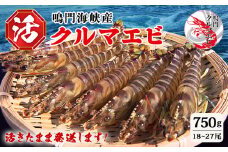 【予約受付中・8月頃より順次発送】活クルマエビ 750g　【活き発送】　※説明文をご確認ください