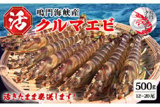 【予約受付中・8月頃より順次発送】活クルマエビ 500g　【活き発送】　※説明文をご確認ください