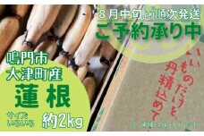 【予約受付中・2025年8月中旬頃より順次発送】【訳あり】鳴門市大津町産 蓮根 （不揃い） 約2kg【数量限定】 れんこん 天ぷら きんぴら