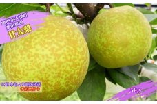 【予約受付中】濱田農園 甘太梨 約5kg  【数量限定】【10月中旬より順次発送】 フルーツ 果物 梨 ナシ 完熟梨 季節の梨 旬の梨 秋の梨 鳴門の梨 完熟果物 季節の果物 旬の果物 秋の果物 鳴門の果物 完熟フルーツ 季節のフルーツ 旬のフルーツ 秋のフルーツ 鳴門のフルーツ 濱田農園の果物 濱田農園のフルーツ