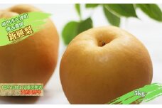 【予約受付中】濱田農園 新興梨 約5kg 【数量限定】【10月下旬より順次発送】 フルーツ 果物 梨 ナシ 完熟梨 季節の梨 旬の梨 秋の梨 鳴門の梨 完熟果物 季節の果物 旬の果物 秋の果物 鳴門の果物 完熟フルーツ 季節のフルーツ 旬のフルーツ 秋のフルーツ 鳴門のフルーツ 濱田農園の果物 濱田農園のフルーツ