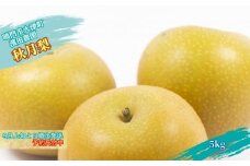 【予約受付中】濱田農園 秋月梨 約5kg 【数量限定】【9月上旬より順次発送】 フルーツ 果物 梨 ナシ 完熟梨 季節の梨 旬の梨 秋の梨 鳴門の梨 完熟果物 季節の果物 旬の果物 秋の果物 鳴門の果物 完熟フルーツ 季節のフルーツ 旬のフルーツ 秋のフルーツ 鳴門のフルーツ 濱田農園の果物 濱田農園のフルーツ