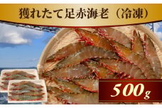 【数量限定】獲れたて足赤海老 500g 【冷凍】