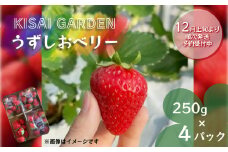 【2024年12月頃より順次発送】KISAI GARDEN うずしおベリー 250g×4パック 【数量限定】 | 栽培期間中農薬不使用 苺 いちご イチゴ 徳島 鳴門 果物 フルーツ スムージー ジャム