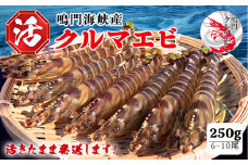 【予約受付中・8月頃より順次発送】活クルマエビ 250g　【活き発送】 ※説明文をご確認ください