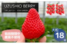 【2025年1月中旬頃より順次発送】KISAI GARDEN うずしおベリー 大粒 18個 【数量限定】 | 栽培期間中農薬不使用 苺 いちご イチゴ 徳島 鳴門 果物 フルーツ スムージー ジャム
