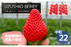 【2025年1月中旬頃より順次発送】KISAI GARDEN うずしおベリー 中粒 22個 【数量限定】 | 栽培期間中農薬不使用 苺 いちご イチゴ 徳島 鳴門 果物 フルーツ スムージー ジャム