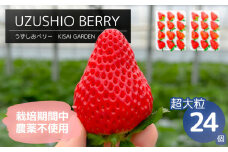 【2025年1月中旬頃より順次発送】KISAI GARDEN うずしおベリー 超大粒 24個 【数量限定】 | 栽培期間中農薬不使用 苺 いちご イチゴ 徳島 鳴門 果物 フルーツ スムージー ジャム