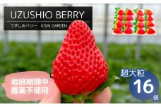 【2025年1月中旬頃より順次発送】KISAI GARDEN うずしおベリー 超大粒 16個 【数量限定】 | 栽培期間中農薬不使用 苺 いちご イチゴ 徳島 鳴門 果物 フルーツ スムージー ジャム