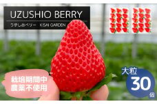 【2025年1月中旬頃より順次発送】KISAI GARDEN うずしおベリー 大粒 30個 【数量限定】 | 栽培期間中農薬不使用 苺 いちご イチゴ 徳島 鳴門 果物 フルーツ スムージー ジャム