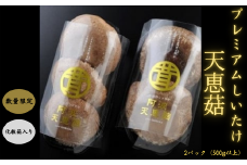 プレミアム しいたけ 2パック 500g以上 阿波天恵 期間限定 国産 椎茸 【先行予約】 12月中旬より発送