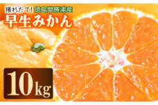 【先行予約】 2024年11月発送 みかん 10kg 秀品 M~L 国産 徳島県 勝浦産 果物 フルーツ 早生 獲れたて 蜜柑 温州 産地直送 数量限定 【北海道・東北・沖縄・離島配送不可】