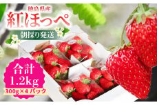 いちご 紅ほっぺ 約1.2kg ( 約300g × 4パック ) 苺 ストロベリー べにほっぺ 果物 フルーツ ベリー デザート スイーツ おやつ ケーキ ゼリー ジュース ジャム アイス シャーベット スムージー ヨーグルト クレープ タルト チョコ 大福 フルーツサンド ギフト プレゼント 朝摘み 贈答 お取り寄せ グルメ 冷蔵 送料無料 小松島 【先行予約】 ※2025年1月より順次発送