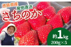 いちご 朝摘み 冷蔵 約1.0kg 200g (5パック) 季節限定 ブランド さちのか 苺 大粒 旬 産地 直送 期間限定 限定出荷 フレッシュ ストロベリー フルーツ 果物 くだもの 国産 洋菓子 和菓子 スイーツ お菓子 おやつ アイス ケーキ パフェ タルト ゼリー 人気 おいしい 甘い あまい 四国 徳島県 小松島市 【2026年1月より順次発送】