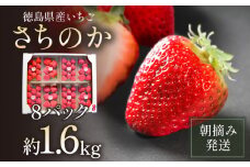 いちご 朝摘み 冷蔵 約1.6kg 200g (8パック) 季節限定 ブランド さちのか 苺 大粒 旬 産地 直送 期間限定 限定出荷 フレッシュ ストロベリー フルーツ 果物 くだもの 国産 洋菓子 和菓子 スイーツ お菓子 おやつ アイス ケーキ パフェ タルト ゼリー 人気 おいしい 甘い あまい 四国 徳島県 小松島市 【2026年1月より順次発送】