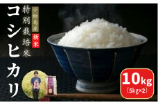【2025年9月順次発送】 令和7年産 新米 白米 コシヒカリ 10kg（5㎏×2） 特別栽培米 健康 安心 安全   四国 徳島 小松島 送料無料  米 おいしい kome お米 こめ おこめ こしひかり 白米 精米 国産 ごはん ご飯 白飯 ゴハン 人気 コスパ おすすめ ふるさと TKG 卵かけご飯 おにぎり おむすび うめ 鮭 海苔