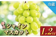 【2025年9月順次発送】 シャインマスカット 約1.2kg 2房 大粒 産地直送 贈答用 ご家庭用 季節限定 ぶどう ブドウ 葡萄 フルーツ 果物 くだもの 四国 徳島 小松島 しゃいんますかっと マスカット 高級 2房 化粧箱入り  9月 10月 11月 発送 フルーツ 季節のフルーツ 贈り物 贈答用 贈り物 人気 高級 ギフト 新鮮 おすすめ 甘い 送料無料 ふるさと