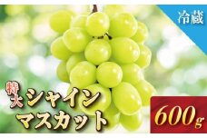 【2025年9月順次発送】 シャインマスカット 約600g 1房 大粒 産地直送 贈答用 ご家庭用 季節限定 ぶどう ブドウ 葡萄 フルーツ 果物 くだもの 四国 徳島 小松島 しゃいんますかっと マスカット 高級 1房 化粧箱入り  9月 10月 11月 発送 フルーツ 季節のフルーツ 贈り物 贈答用 贈り物 人気 高級 ギフト 新鮮 おすすめ 甘い 送料無料 ふるさと