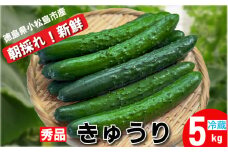 きゅうり 秀品 5㎏以上（54本）新鮮 朝採れ きゅうり 小松島市 野菜 夏野菜 産地直送 5kg 酢の物 胡瓜 キュウリ 送料無料