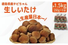 しいたけ 生 1.5kg 250g×6袋 徳島県産 国産 きのこ 茸 菌床椎茸 菌床栽培 菌糸 椎茸 生しいたけ 野菜 産地直送 ビタミンD 食物繊維 グアニル酸 低カロリー 健康 ダイエット 美容 出汁 鍋 煮物 味噌汁 うどん 徳島 小松島