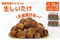 しいたけ 生 1.5kg 250g×6袋 徳島県産 国産 きのこ 茸 菌床椎茸 菌床栽培 菌糸 きのこ 椎茸 生しいたけ 野菜 産地直送 ビタミンD 食物繊維 グアニル酸 きのこ しいたけ 低カロリー 健康 ダイエット 美容 出汁 鍋 煮物 味噌汁 うどん 徳島 小松島