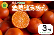 【2025年12月順次発送】　金時紅みかん 3kg みかん 甘い 紅 みかん 柑橘 蜜柑 ミカン ジュース 果汁 徳島県 小松島市  フルーツ 果実