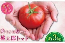 【2025年12月発送】 トマト 約3kg 桃太郎 先行予約  甘い 野菜 やさい 国産 産地直送 数量限定 旬 桃太郎トマト 生野菜 新鮮 ソース 調味料 ケチャップ サラダ 美容 新鮮 健康 お取り寄せ グルメ おすすめ 人気 徳島県 小松島市