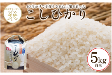 こしひかり 5kg 白米 令和7年産 潮風米 ご飯 おにぎり ごはん お弁当 ギフト 贈答 プレゼント お取り寄せ グルメ 保存 防災 備蓄 送料無料 徳島 小松島