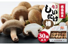 徳島県産菌床生椎茸　しいたけ侍　30枚入【1302531】