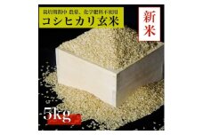 ＜令和7年産　新米先行予約＞コシヒカリ玄米5kg《栽培期間中農薬・化学肥料不使用》徳島県阿南市産【1655395】
