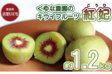 先行予約 キウイフルーツ 紅妃 1.2kg 2025年10月上旬～ 年内に発送予定 紅妃 レインボーレッド キウイ 国産 果物 デザート スイーツ ケーキ ゼリー ジュース ジャム シャーベット アイス  フルーツ ギフト プレゼント 贈答 送料無料 徳島県 吉野川市 くゆな農園