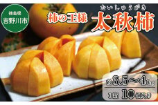 太秋柿 3.5～4kg 2024年10月中旬～発送予定 先行予約！