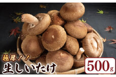 きのこ しいたけ 500g （ 250g × 2袋 ） キノコ 椎茸 生しいたけ 生 シイタケ 大ぶり だし ダシ 焼きしいたけ 肉詰め 鍋 味噌汁 スープ 野菜 新鮮 旬 食べ応え 厚い 肉厚 うまみ セット 菌床しいたけ マルイ園 徳島県 吉野川市 2025年2月下旬～発送予定