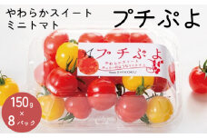 トマト ミニトマト 1.2kg (150g×8) プチぷよ 2025年 11月～発送予定 スイートミニトマト 野菜 やさい 新鮮 果物 スイーツ ジュース トマトジュース パスタ スパゲッティ ソース サラダ ドレッシング サンドイッチ ハンバーガー ピザ カレー プチトマト 送料無料 四電工 徳島県 吉野川市