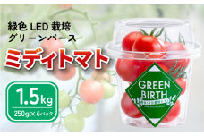 トマト ミディトマト 1.5kg (250g×6) グリーンバース 2025年 11月～ 発送予定 野菜 やさい 果物 スイーツ ジュース トマトジュース パスタ スパゲッティ ソース サラダ ドレッシング サンドイッチ ハンバーガー ピザ カレー プチトマト 送料無料 四電工 徳島県 吉野川市