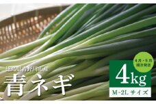 青ネギ 選べる 容量 4kg 【 シャキとろ 青ネギ 】ねっこ農園 丸ごと 食べれる 苦みえぐみが少ない 4月～5月 発送 薬味 ネギ 野菜 葱 味噌汁 うどん 鍋 朝ご飯 徳島県 吉野川市