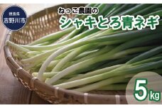 ねっこ農園の「 シャキとろ 青ネギ 」 5kg
