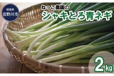 ねっこ農園の「 シャキとろ 青ネギ 」 2kg