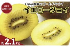 ゴールドキウイ 先行予約 約2.1kg 2025年11月上旬～発送 イエロージョイ キウイフルーツ キウイ フルーツ イエロージョイ 糖度 16度 期間限定 果物 ビタミンC 新鮮 旬 デザート 国産 ギフト 贈り物 送料無料 吉野川市 徳島県 くゆな農園