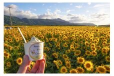 川島ジェラート　善入寺島　ひまわりアイス（６個１箱セット）
