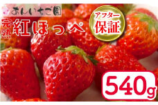 いちご 紅ほっぺ 2パック 540g ( 2026年 1月 発送開始 )  期間限定 人気 果物 フルーツ 新鮮 旬 冬 春 ケーキ ショートケーキ デザート ギフト 贈り物 贈答 イチゴ 苺 ストロベリー 徳島県 吉野川市 あんいちご園