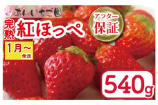 いちご 紅ほっぺ 2パック 540g ( 2026年 1月 発送開始 )  期間限定 人気 果物 フルーツ 新鮮 旬 冬 春 ケーキ ショートケーキ デザート ギフト 贈り物 贈答 イチゴ 苺 ストロベリー 徳島県 吉野川市 あんいちご園