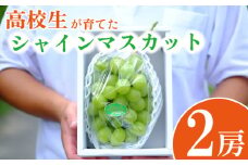 【高校生が栽培した朝採りシャインマスカット】 シャインマスカット 2房 (約1.2㎏)  先行予約 2025年度発送分 吉野川高校 農学科 ぶどう マスカット フルーツ 贈答 プレゼント 徳島県 吉野川市