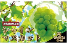 シャインマスカット 2kg 2房 ～ 4房 ぶどう マスカット ますかっと ぶどう ブドウ 葡萄 種無し 大粒 皮ごと 果物 くだもの フルーツ 旬 期間限定 川島えがお倶楽部 ぶどう シャインマスカット 2025年9月上旬～中旬発送予定 徳島県 吉野川市