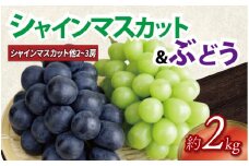 ぶどう 2kg シャインマスカット１房 他種の ぶどう 2房 ～ 3房 ぶどう 詰め合わせ セット マスカット ますかっと ぶどう ブドウ 葡萄 種無し 大粒 皮ごと 果物 くだもの フルーツ 旬 期間限定 川島えがお倶楽部の ぶどう（ドリームセット）　2025年9月上旬～中旬発送予定　先行予約 徳島県 吉野川市