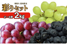 先行予約 ぶどう 2kg 2～4房 詰め合わせ 川島えがお倶楽部 ぶどう 彩りセット  葡萄 ぶどう ブドウ 贈答 果物 くだもの フルーツ セット 紫玉 ハニービーナス ピオーネ 雄宝 BKシードレス ベリーA ベリーエー クィンニーナ マスカサーティーン グロスクローネ 旬 令和7年発送 期間限定 2025年 8月中旬発送予定～